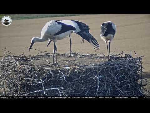 2024-07-18 Gefahren im Nest: Gummiringe