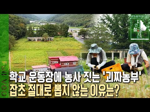 There's a "freak farmer" who farms on a school playground! He farms without pesticides, no tillag...