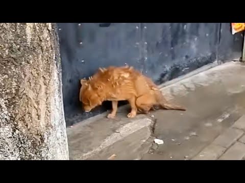 Dragging her paralyzed legs on the road, she tried her best to find some food to survive