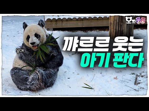 Only the Babies are living in the Panda World🐼  |  DoongDoong with Oh EP.41