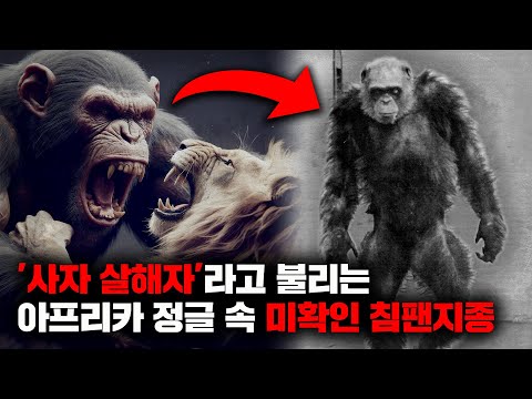 '라이온 킬러' 라고 불리며 콩고의 정글을 공포로 몰아넣은 거대한 유인원 집단 [미스터리]