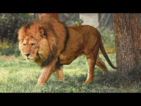 The Incredible Story Of The King Of The Wild | Our World