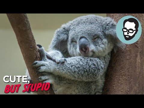 When Stupidity Is A Survival Strategy