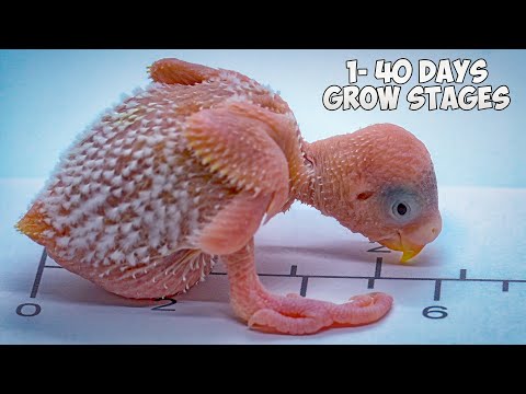 How baby Budgie grows up? From Hatching to Hand Feeding