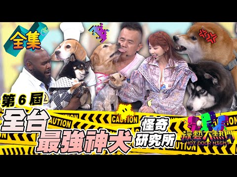 第六屆「怪奇研究所」！挑戰全台最強神犬！萌翻天啦♥超可愛汪星人 抖宅一出場就超級碎嘴XD 比可愛的話 所有狗勾都是冠軍♥ 20230726 綜藝大熱門｜人太多放不下XD｜甘味人生鍵力膠原EXPRO