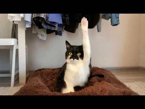 When Your Cat Is a Born Comedian, They Deserve an Oscar! 😂