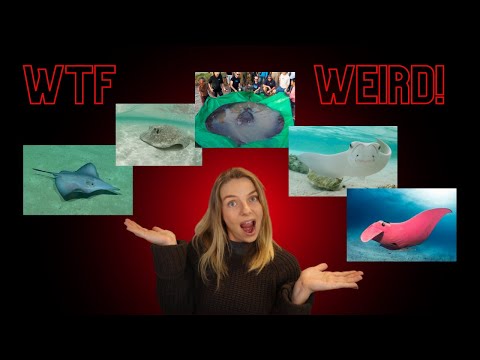 Stranger stingrays | Weird ocean animals