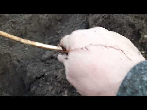 Как Быстро размножить малину , самый лучший способ.