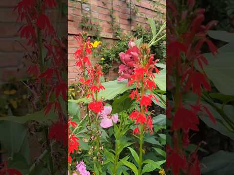 what's blooming July 25th 2025
