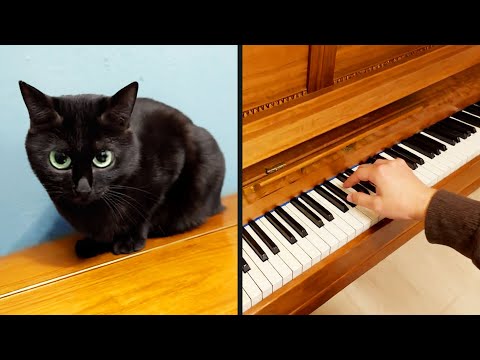 Cat Thinks It's A Piano