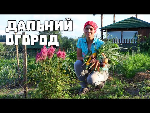 Урожай с моего огорода. Жизнь в деревне