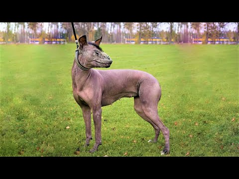 The Most Recently Discovered Dogs In The World