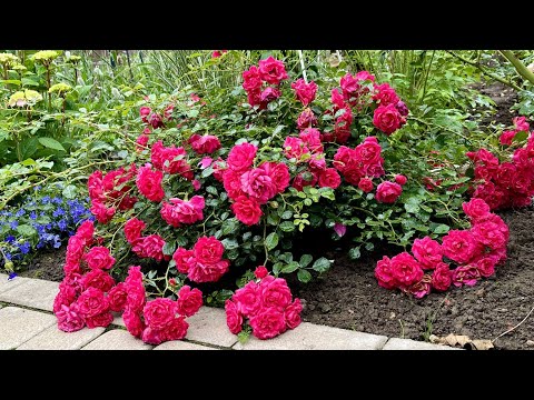 Прогулка по саду 🏡 Моя дача. Начало июля 2023