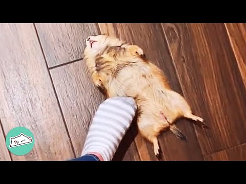 Three Prairie Dogs Do Everything To Gets a Piece of Attention | Cuddle Buddies