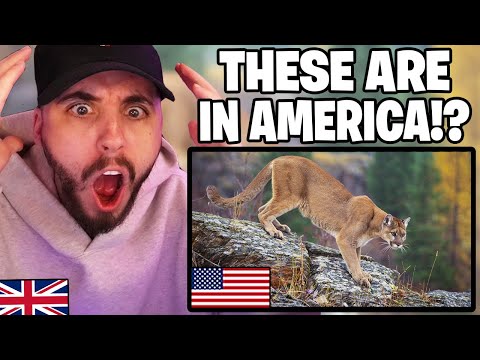 Brit Reacts to Deadliest Animal in Every American State!