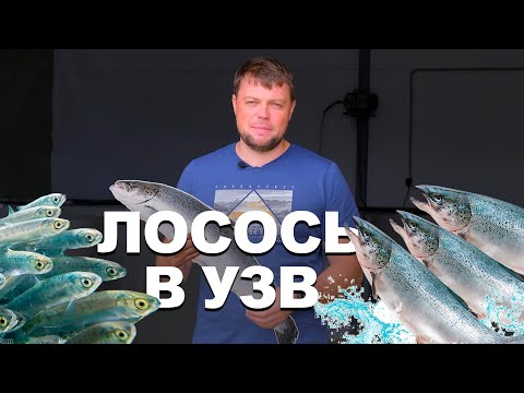 Salmon in RAS. Part 1