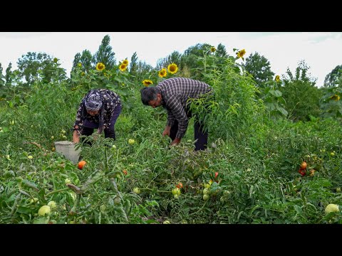100% Organic Green Tomato Harvest and Pickling for Winter Preserves