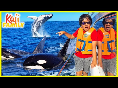 We Found lots of Whales in Hawaii!!