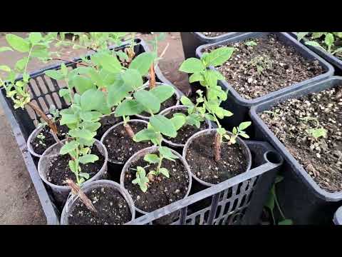 Самый лучший способ как размножить Жимолость в перлите.