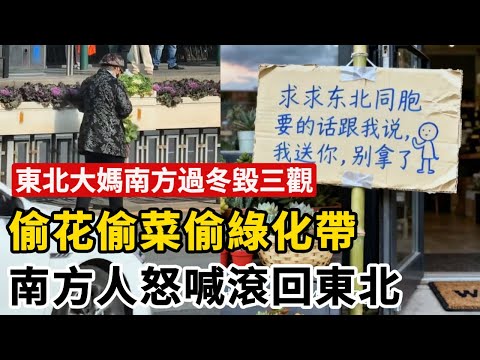 東北老人南方過冬如蝗蟲過境，偷花、偷菜、偷偷綠化帶，馬路當客廳無視紅綠燈硬闖，暴走團走遍街頭巷尾，南方人怒喊滾回東北