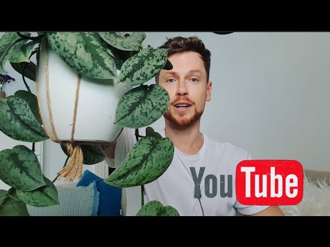 Step-by-step reproduction of scindapsus/epipremnums. 🌿