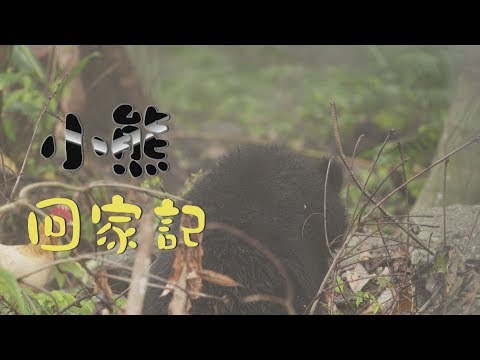 【熊在人間】小熊回家記|從南安小熊看台灣黑熊保育的挑戰 (我們的島 第1003集 2019-05-06)