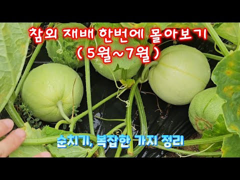 참외 재배 순치기, 순정리 수확까지 한번에 보기