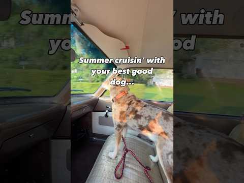 Don’t tell him it can get any better than this…he won’t believe you. #dog