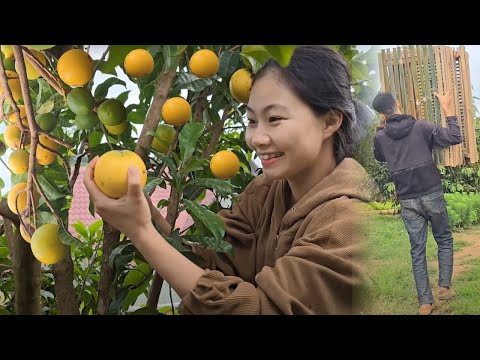 What did the kind man do when the single mother was not at home? Harvesting super sweet star apples