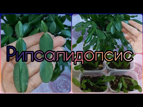 Группа ВК👇Рипсалидопсис (Пасхальник)🌵Лесной кактус🌵Особенности строения🌺Черенкование🌵Размножение🌺