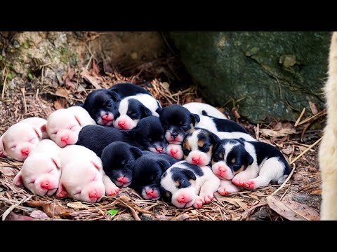 After I gave the dog mom some tasty treats, she sweetly guided me to see her adorable little puppies