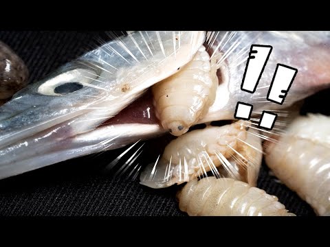 ※Viewer Caution! Did you know about the shocking giant parasite, the argami, found in almost all ...