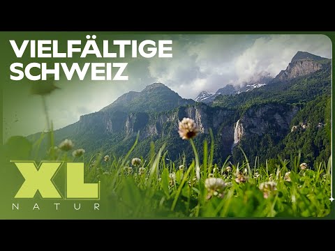 Wilde Schweiz: Das wunderschöne Tessin |  XL Naturdoku