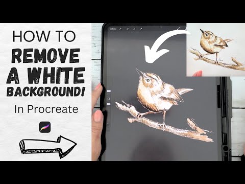 How to Remove a White Background from a Photo in Procreate (Easy PNG Tutorial!)