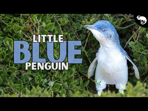 The Complete Guide to "Penguins" (True Penguins Are Extinct)