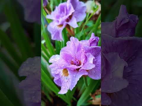 ПРОГУЛКА. ИЮНЬСКАЯ атмосфера в саду.