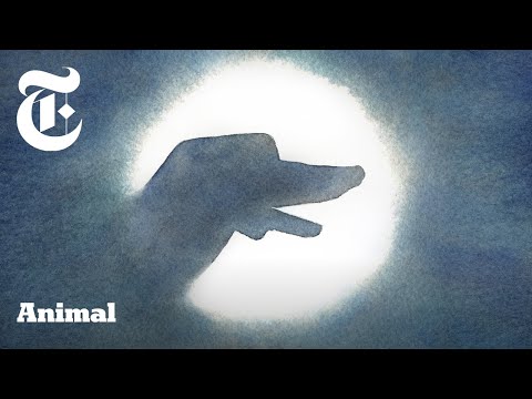 Introducing ‘Animal’: Walnut