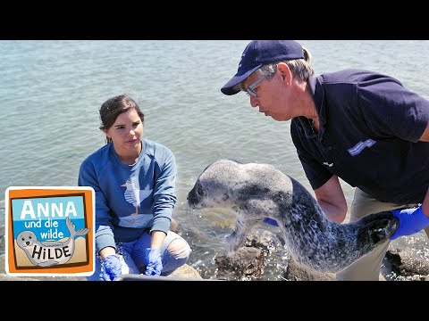 Seehund in Not | Anna und die wilde Hilde | #1 von 5