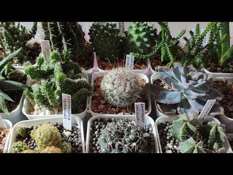 Моя коллекция растений: КАКТУСЫ И СУККУЛЕНТЫ
