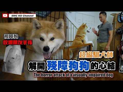 視障狗咬爆朋友手指🩸☝️😖超級馴犬師👤解開殘障🥺狗狗的心結❤️‍🩹The horror attack of a visually-impaired dog