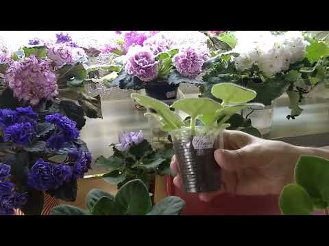 ФИАЛКИ./  Переводим из детки в стартёр. Подготовка к цветению.