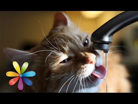 Ваш кот может умереть от жары! Как спасти питомца? - Все буде добре - Выпуск 622 - 23.06.15