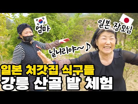 일본 장모님이 강릉 산골에서 고사리캐고 신이 났다 │ 일본 가족이 직접 캔 산나물 산채비빔밥 반응 │  즐거운 한국 밭 체험【한일부부】
