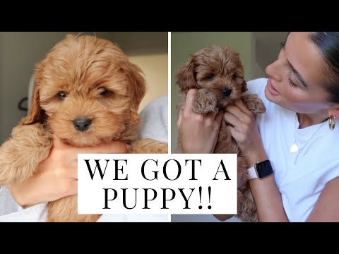 PICKING UP OUR NEW CAVAPOO PUPPY!! | Dionne Crowe