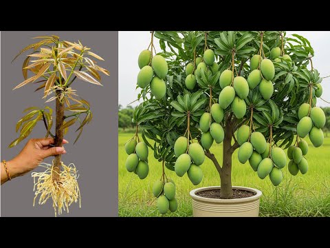 Unique Technique : For Grafting Mango Tree Cutting Faster With Aloe Vera