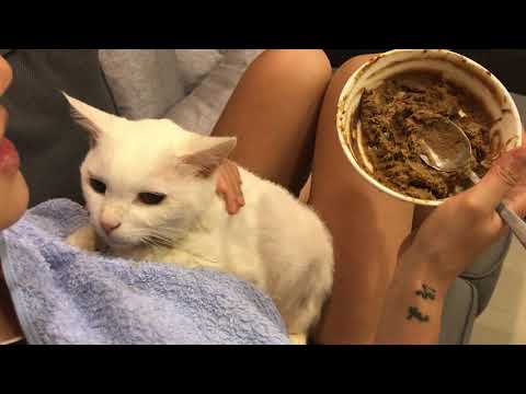 ［腎貓照護］灌食的秘訣