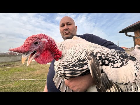 Prepared Homemade Turkey for Iftar.