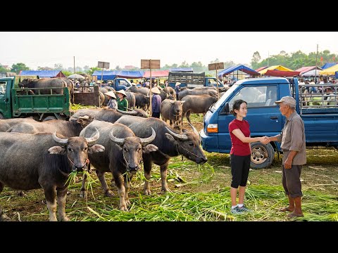 Buy 1000+ Buffaloes and Transport 300km to Countryside Market for Sale | Farm Farm TV