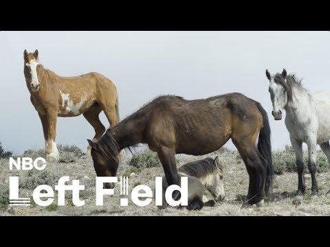 America's Wild Horse Population Is Skyrocketing, and Nobody Can Agree How to Fix It | NBC Left Field