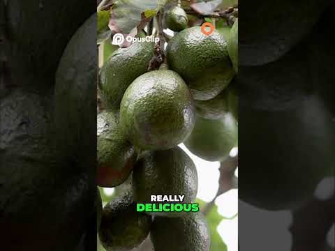 Fantastic Avocado #growingfruit #containergardening #fruittrees #avocadotree